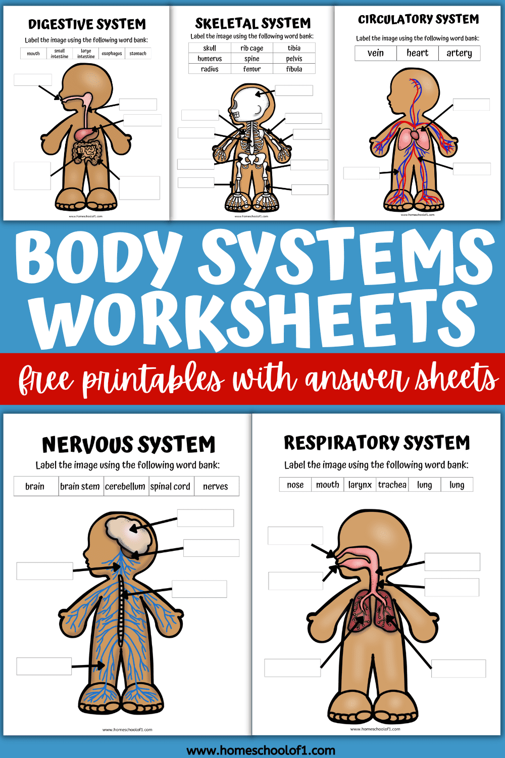 8 Free Printable Human Body Systems Worksheets For Kids