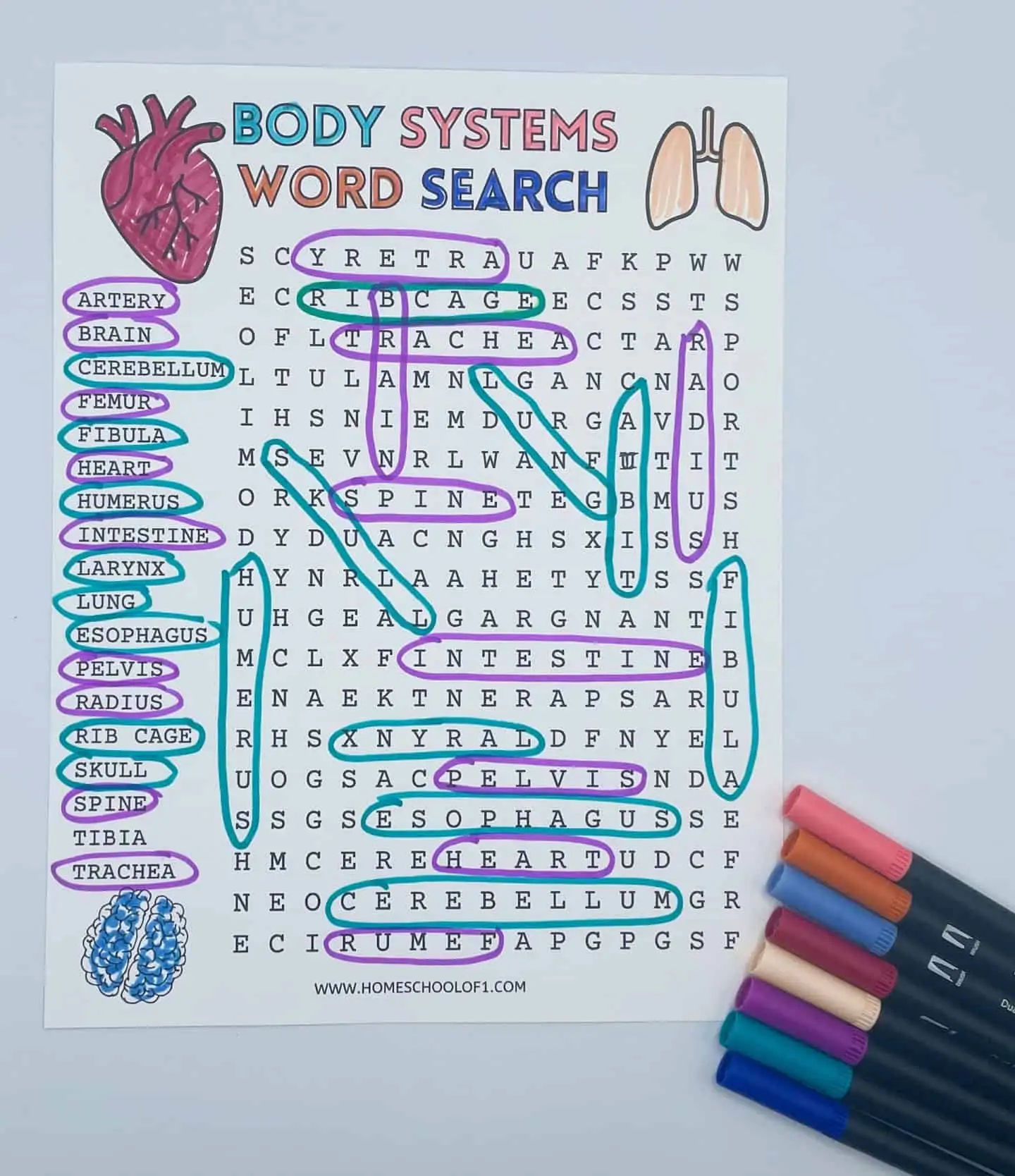 Human Body Systems Word Search For Kids