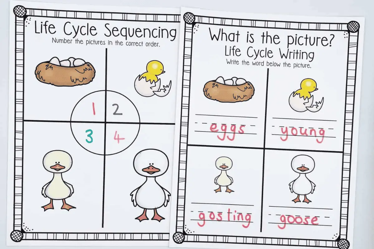 goose life cycle worksheets