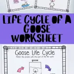 life cycle of a goose worksheets