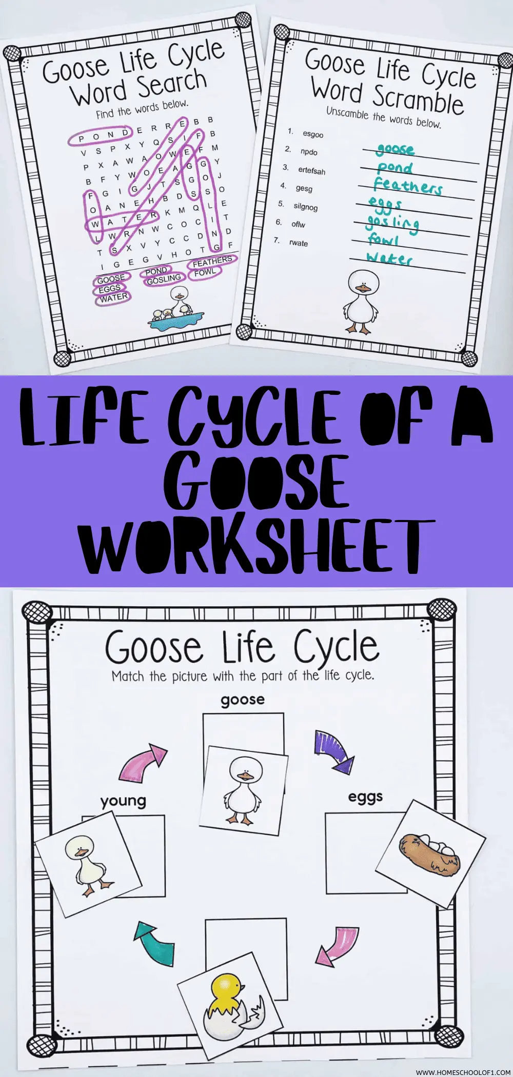 life cycle of a goose worksheets