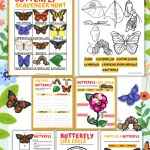 butterfly life cycle