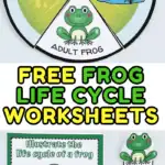 frog life cycle worksheets