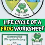 life cycle of a frog worksheet