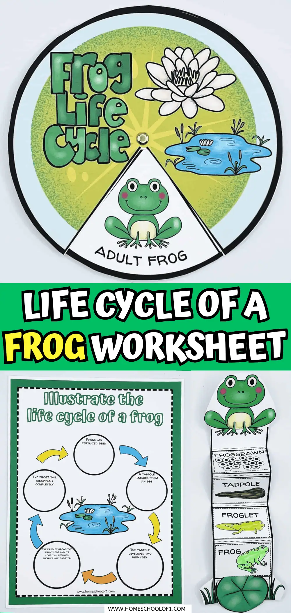 life cycle of a frog worksheet