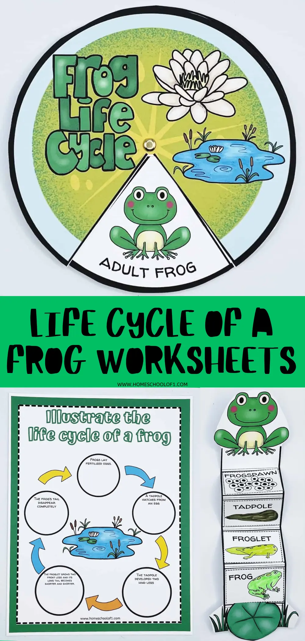 life cycle of a frog worksheets