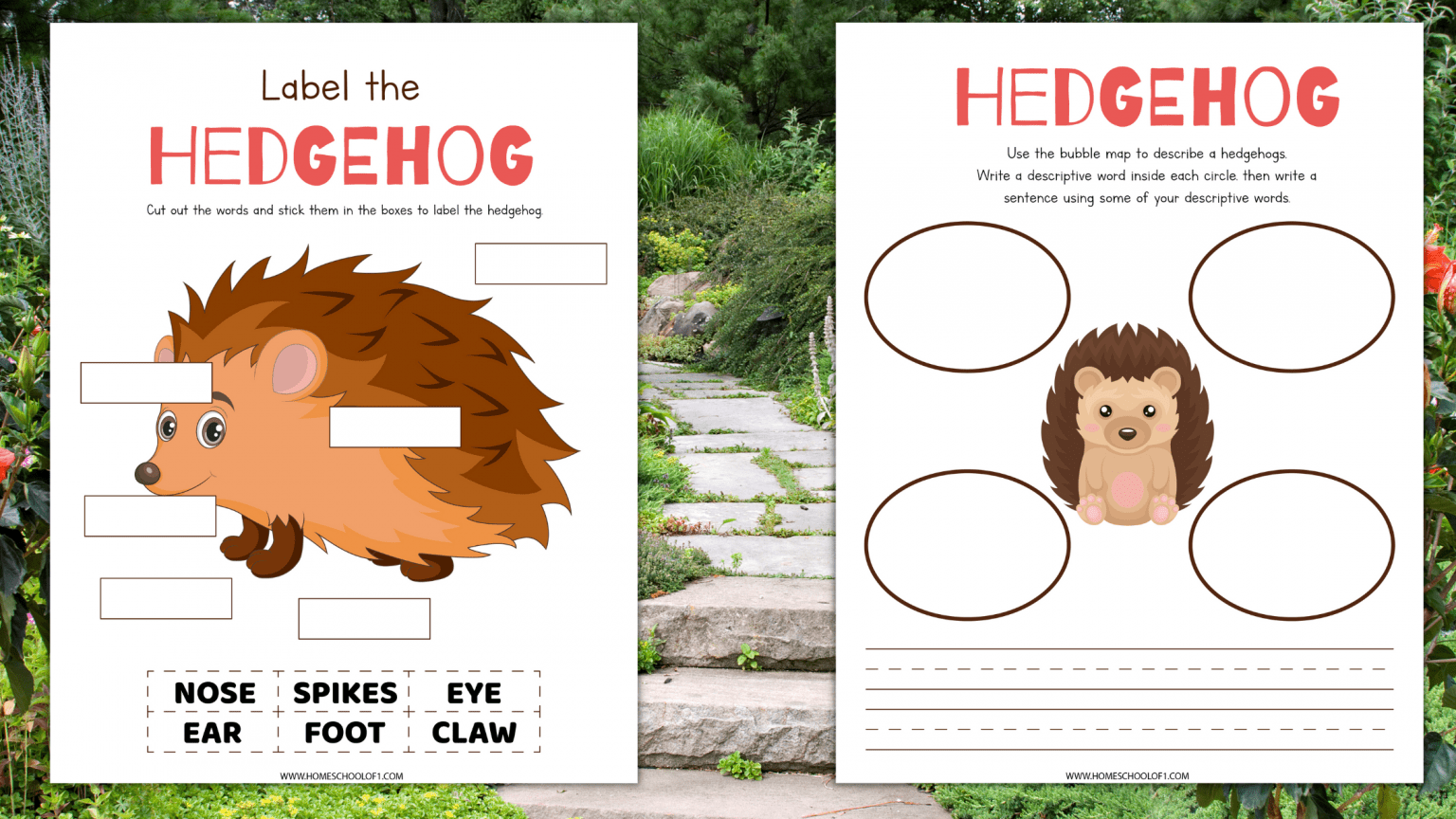 Life Cycle of a Hedgehog Worksheets (8 free pages) - Homeschool of 1