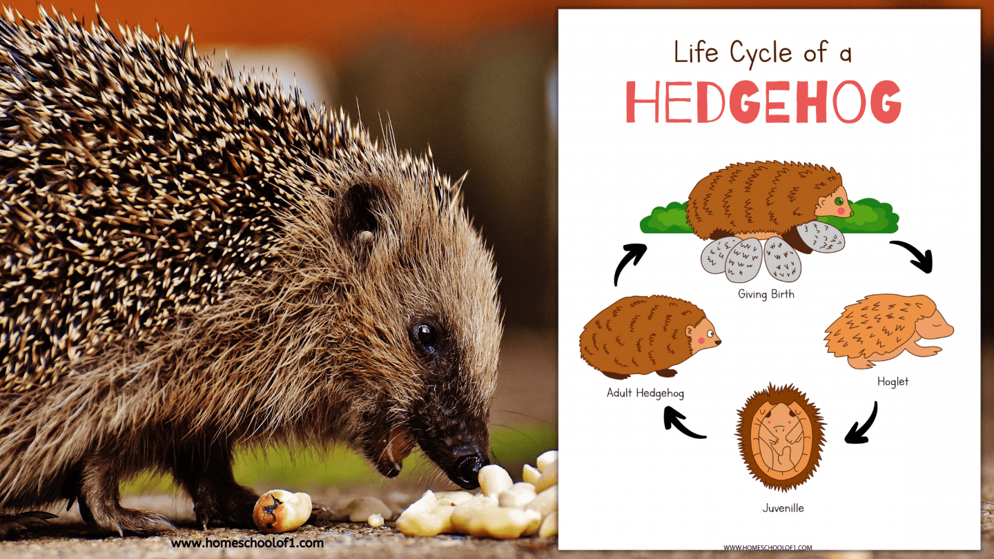 Life Cycle of a Hedgehog (8 free worksheets) - Homeschool of One