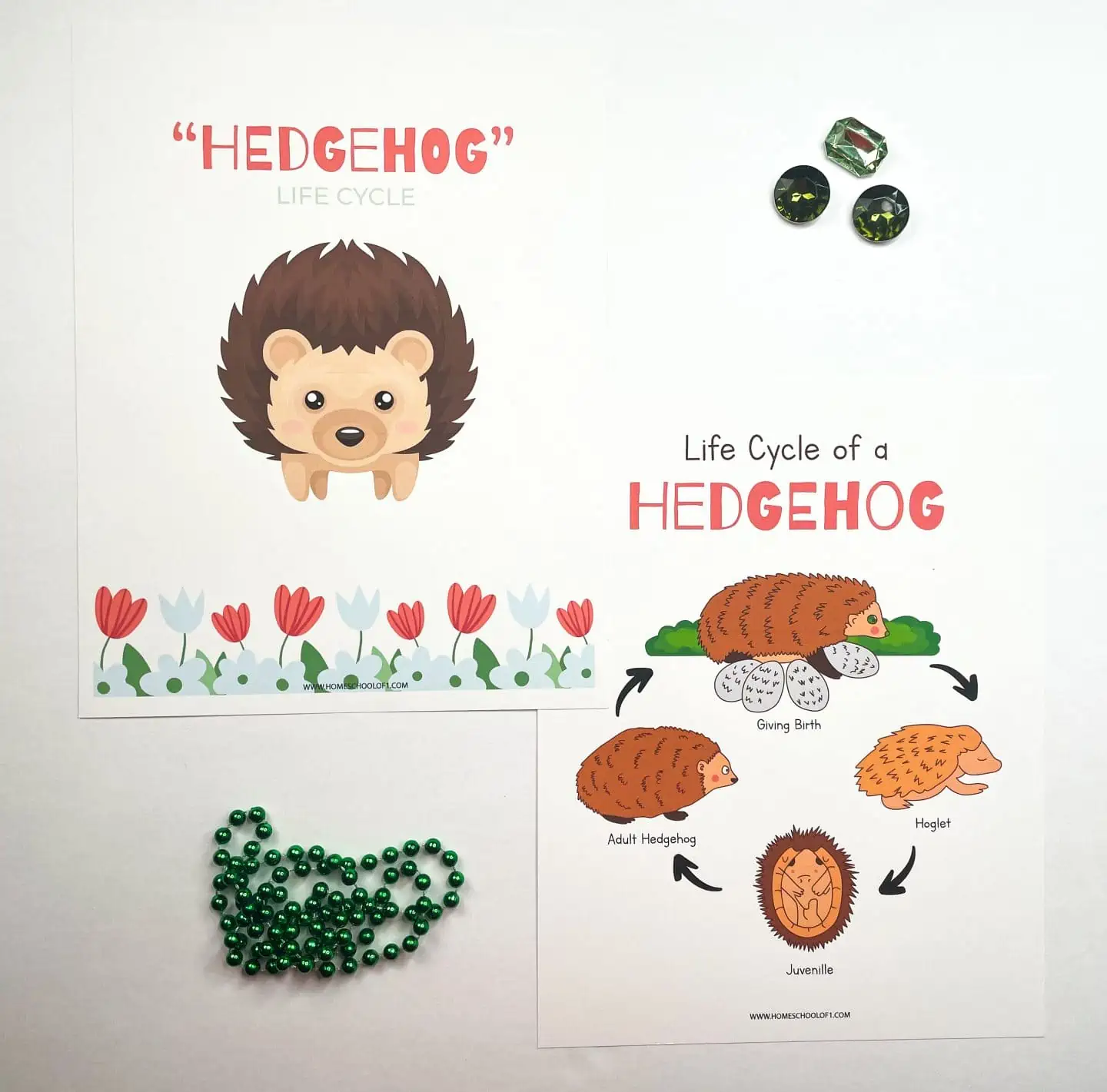 life cycle of a hedgehog printables