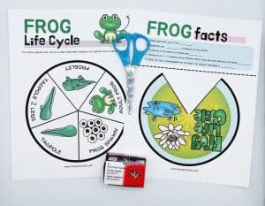 Life Cycle of a Frog Worksheet - Homeschool of 1