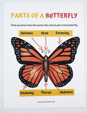 Life Cycle of a Butterfly Worksheets (7 free printables)