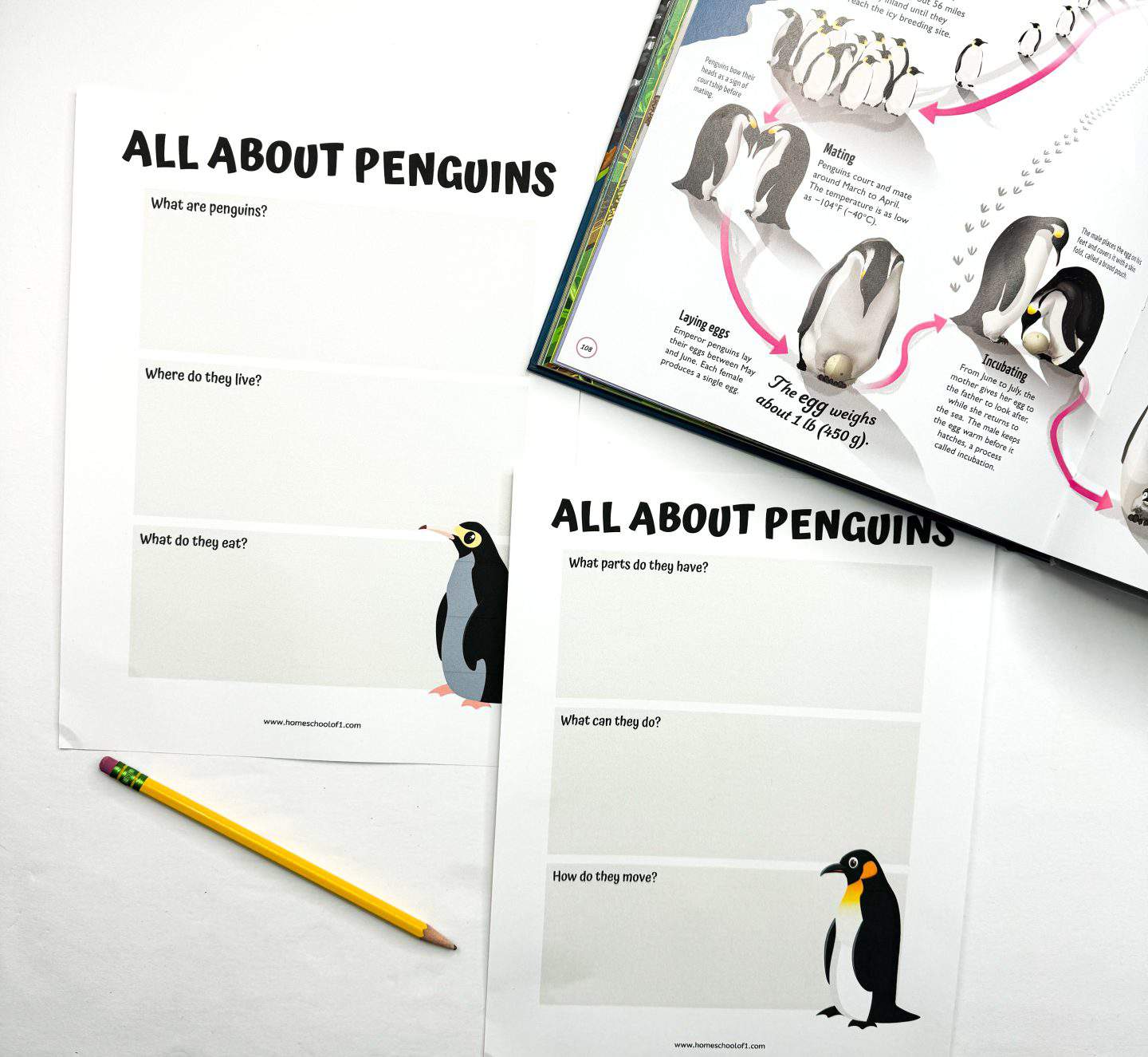 all about penguins worksheet