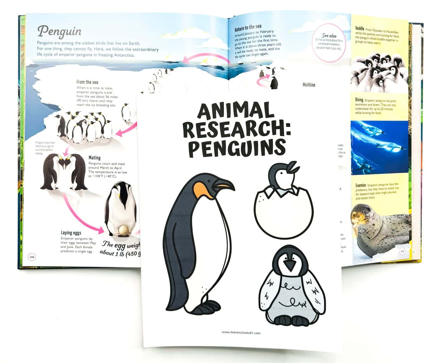 animal research penguins