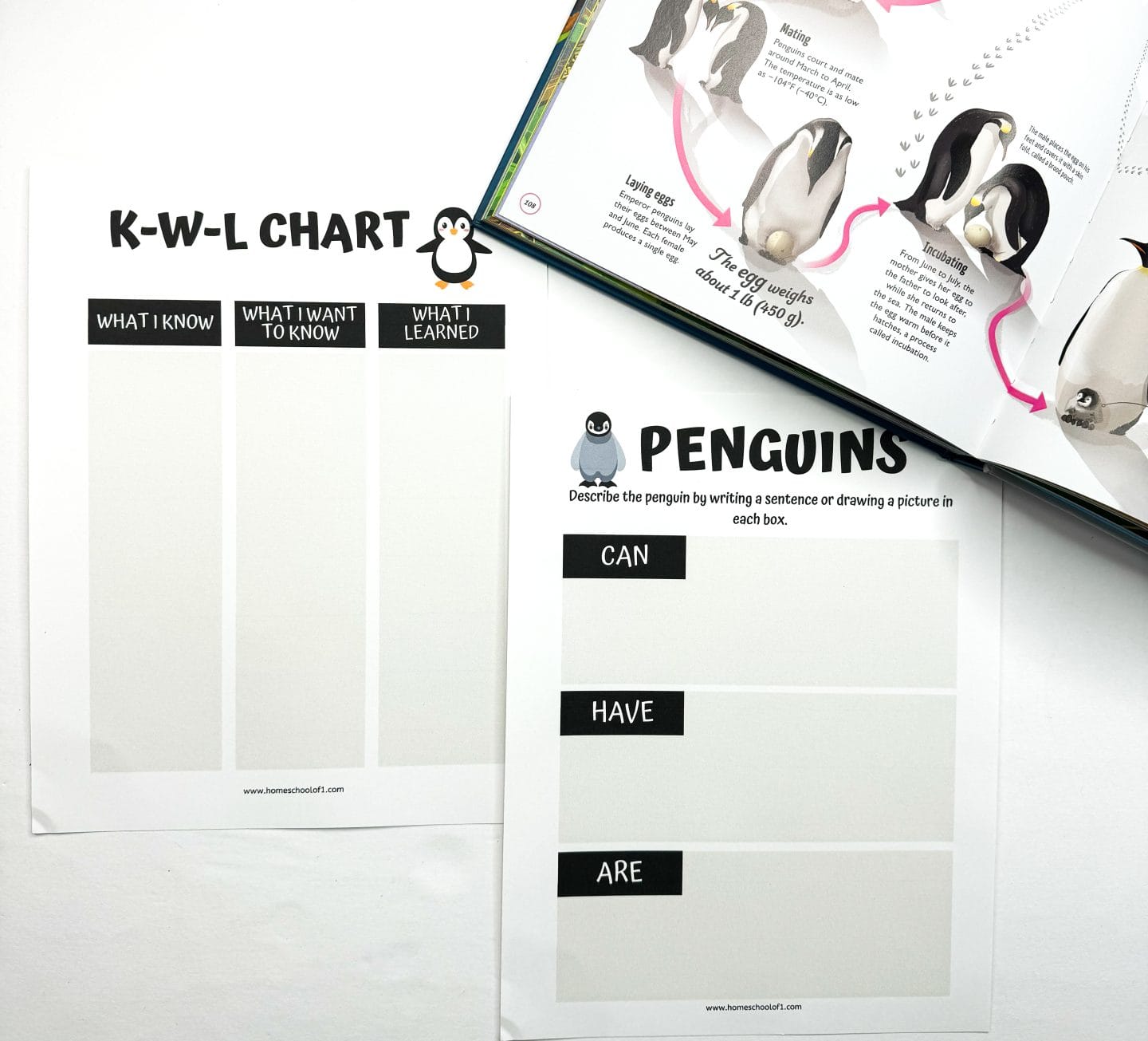 k w l chart penguins