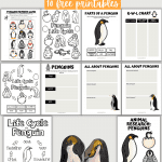 life cycle of a penguin worksheets