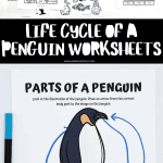 life cycle of a penguin worksheets printable