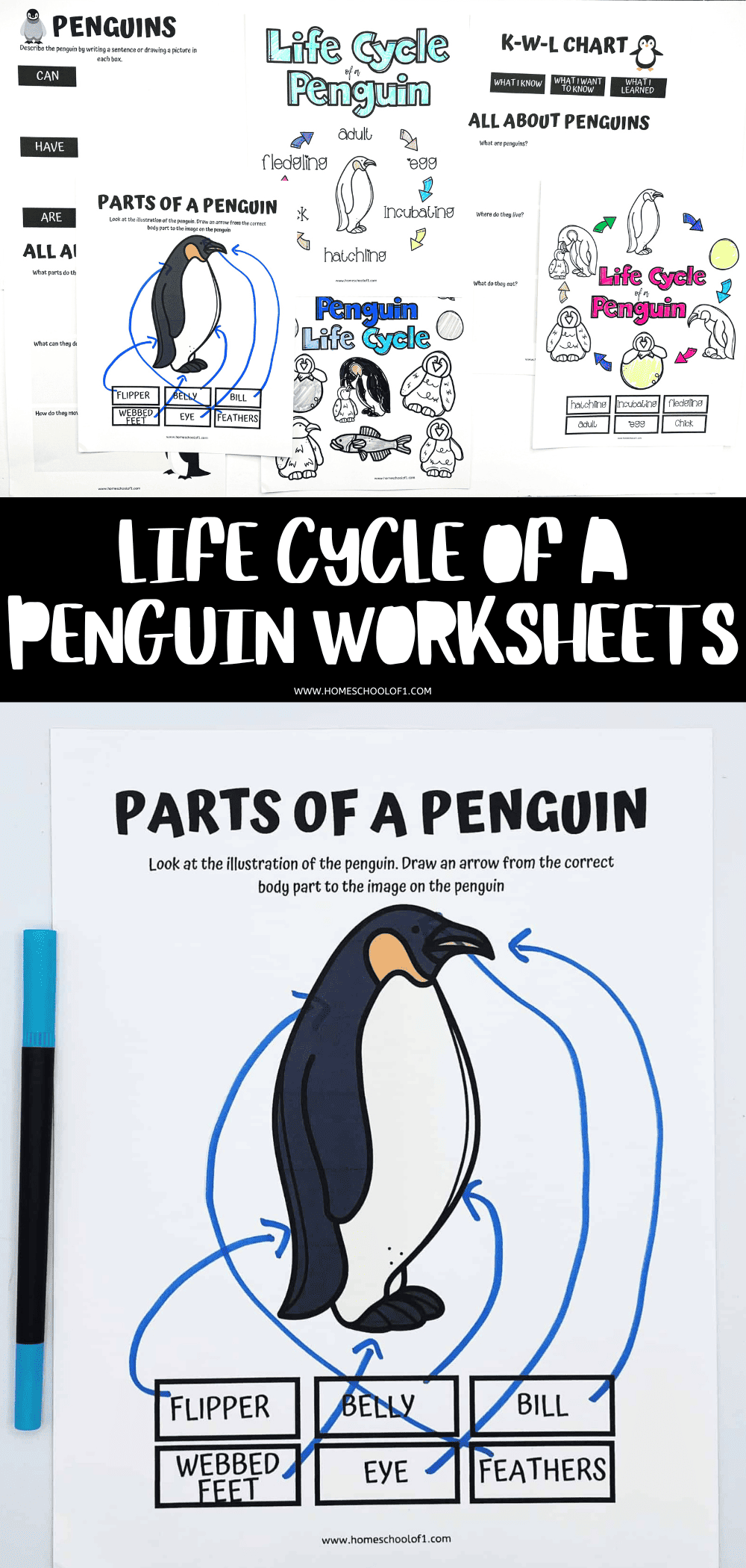 life cycle of a penguin worksheets printable