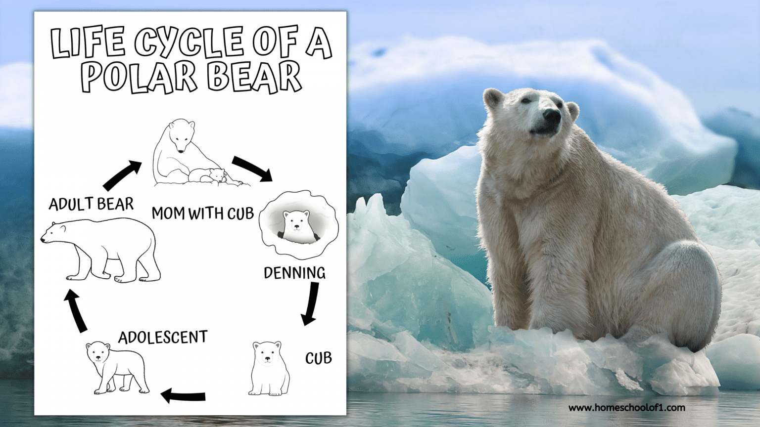 Polar Bear Life Cycle Infographic Diagram Stock Vecto - vrogue.co