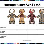 body systems worksheet middle school