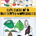 butterfly life cycle worksheet