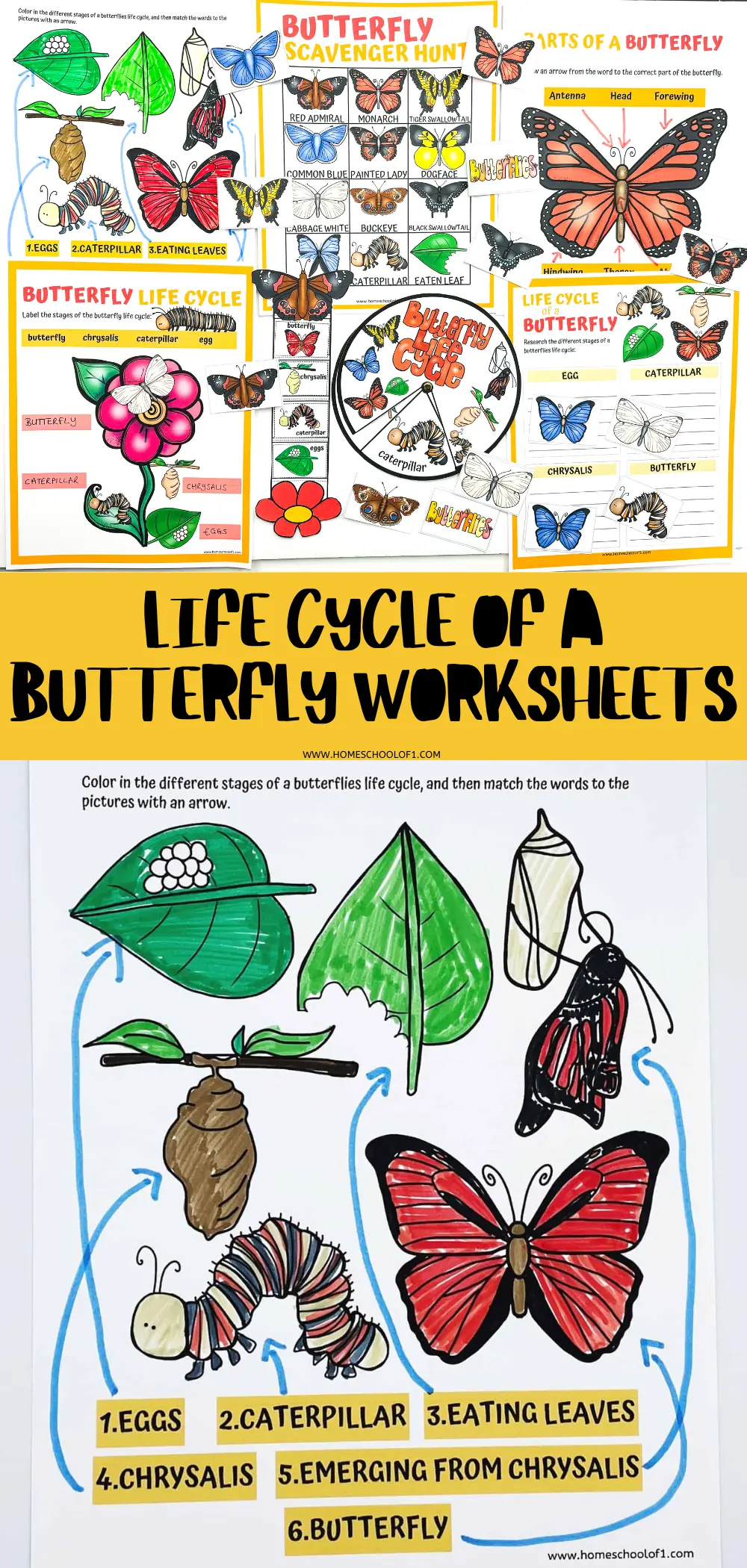 butterfly life cycle worksheet