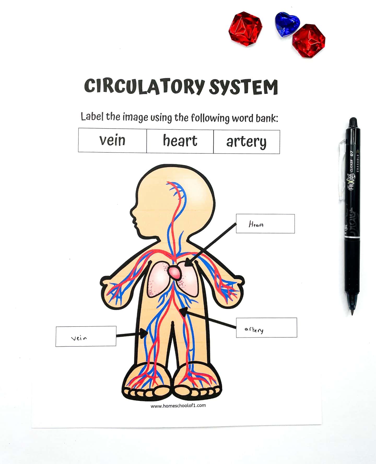 8 Free Printable Human Body Systems Worksheets For Kids