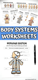 8 Free Printable Human Body Systems Worksheets For Kids