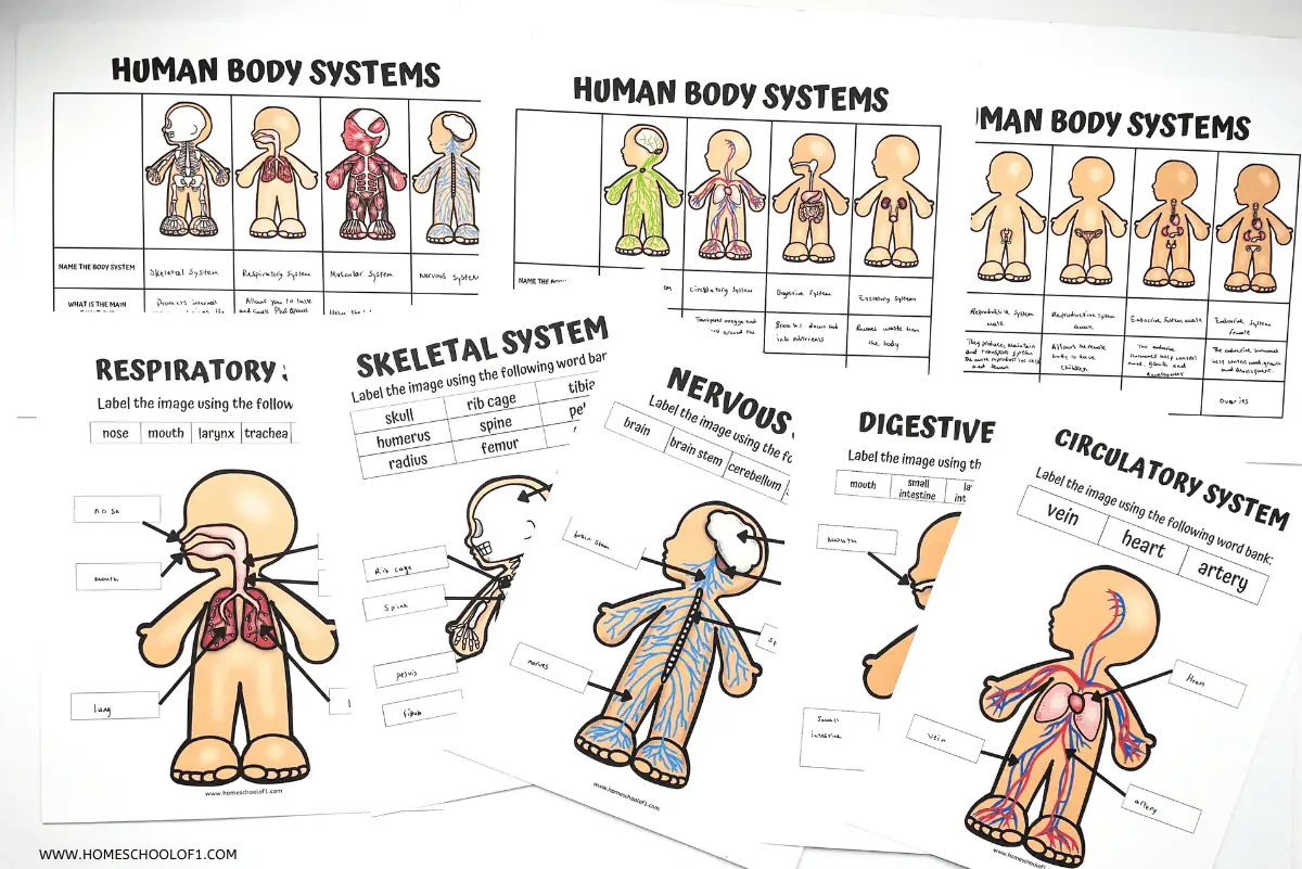 free printable human body systems worksheets