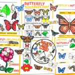 life cycle of a butterfly worksheets free