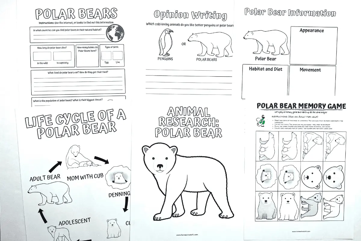 life cycle of a polar bear worksheet