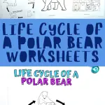 life cycle of a polar bear worksheets