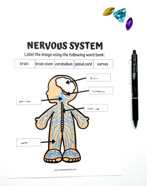 8 Free Printable Human Body Systems Worksheets For Kids