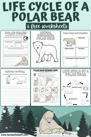 Free Polar Bear Life Cycle Worksheet - Homeschool of 1