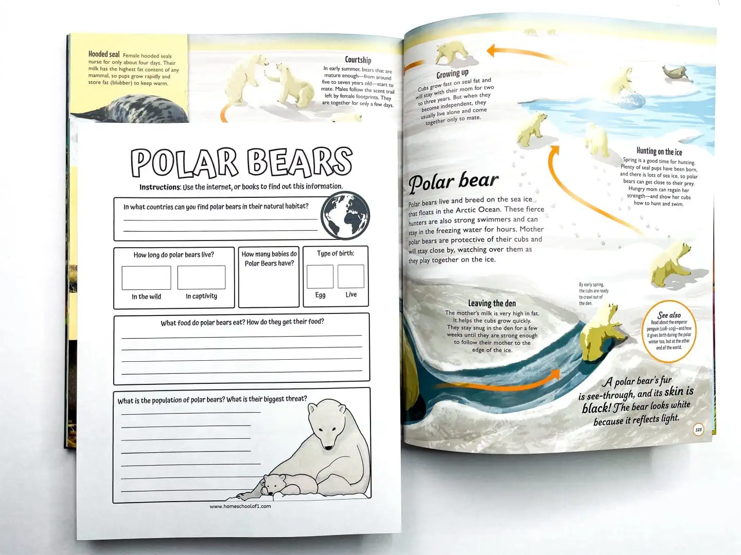 polar bear life cycle for kids