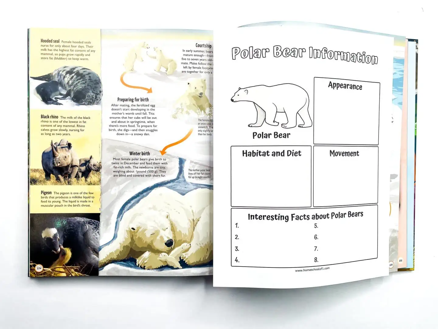 polar bear life cycle worksheet