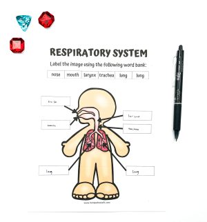 8 Free Printable Human Body Systems Worksheets For Kids