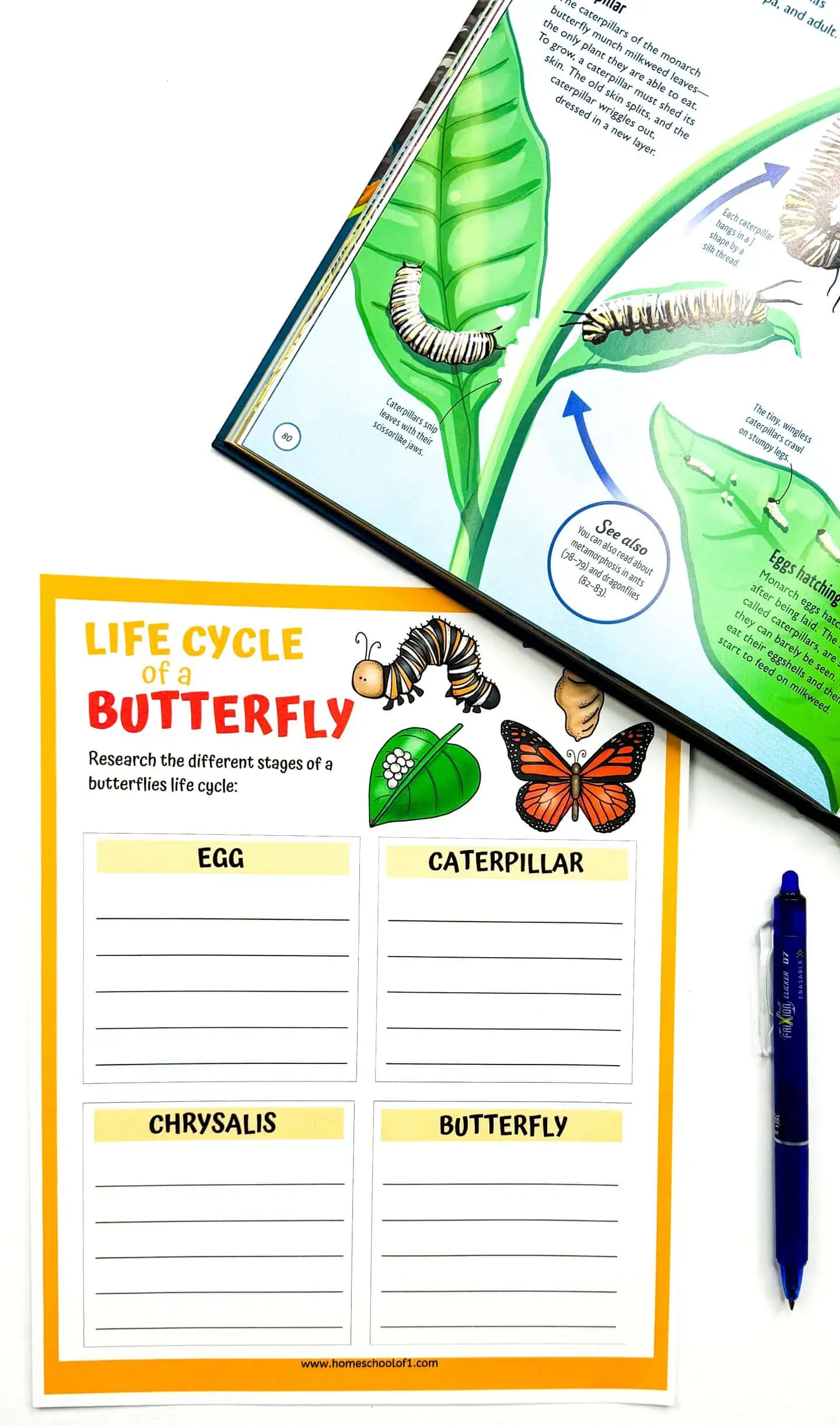 stages of a butterfly life cycle worksheet