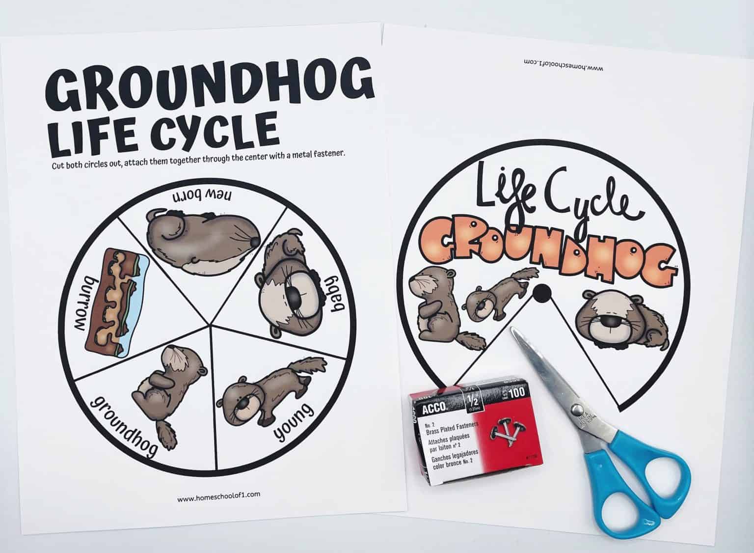 Life Cycle of a Groundhog Worksheets (8 free printables) 