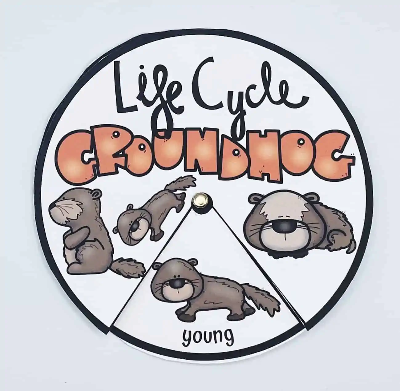 groundhog life cycle spinner wheel