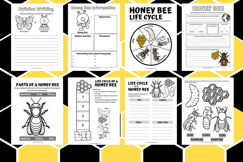 Life Cycle of a Bee Worksheet (8 free printables)