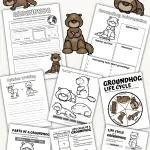 life cycle of a groundhog worksheets