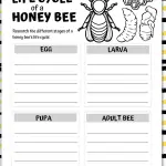 life cycle of a honey bee worksheet