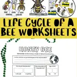 free life cycle of a bee worksheets