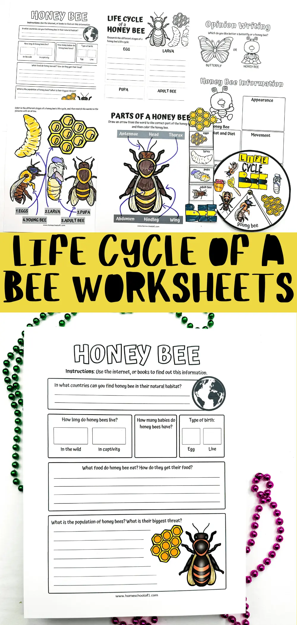 free life cycle of a bee worksheets