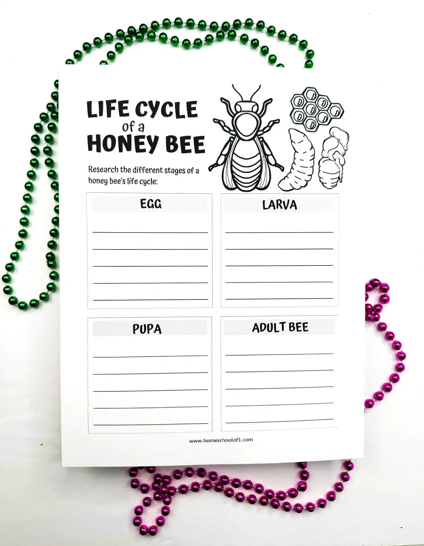 life cycle of a bee (for kids) printable