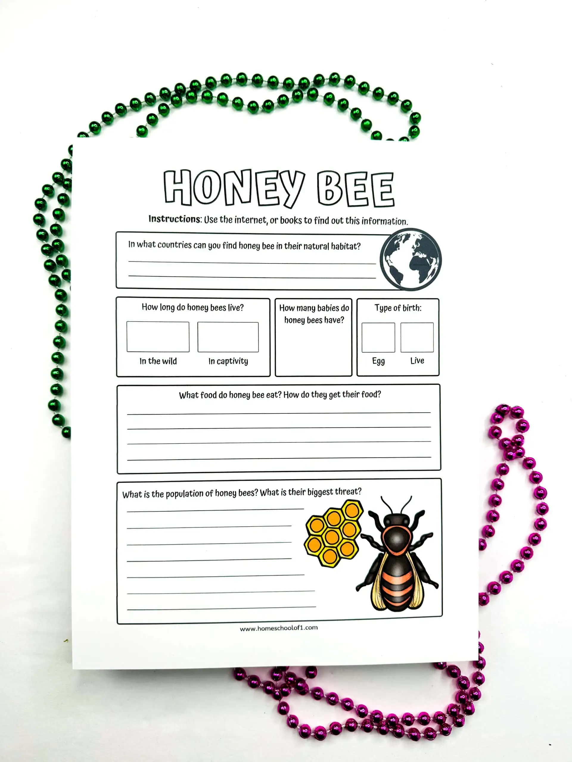 life cycle of a honey bee printable