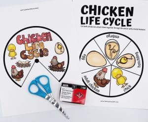 Free Life Cycle of a Chicken Worksheets - Homeschool of 1