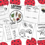 LADYBUG LIFE CYCLE WORKSHEETS