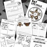 LIFE CYCLE OF A BAT WORKSHEETS