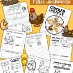 LIFE CYCLE OF A CHICKEN WORKSHEETS